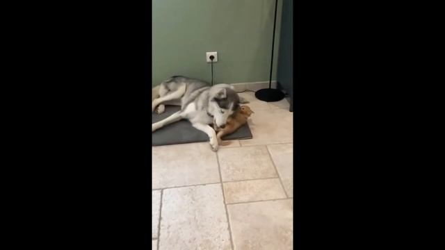 Забавный котёнок решил помериться силами с псом смотреть онлайн