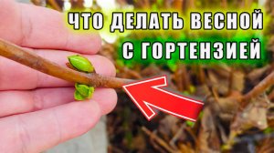 Когда снимать укрытие с гортензии 🌸🌺 крупнолистной весной и что с ней делать дальше