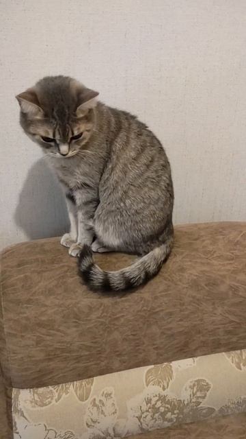 Грация! смотреть онлайн