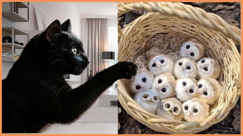 Самые смешные моменты с животными 2025 года 😂 Вы не перестанете смеяться! смотреть онлайн