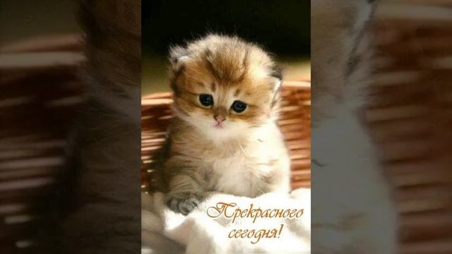 Такие милые друзья! НУ, без которых нам нельзя!.. смотреть онлайн