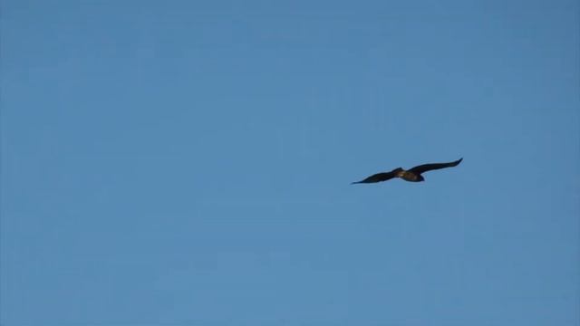 Канюк (Buteo buteo), 2 aug 2016 смотреть онлайн