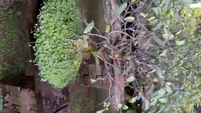 BONSAI By Manoj Manji смотреть онлайн