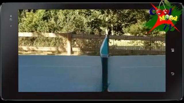 Смешные собаки смотреть онлайн