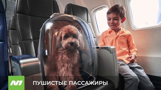 Пушистые пассажиры смотреть онлайн
