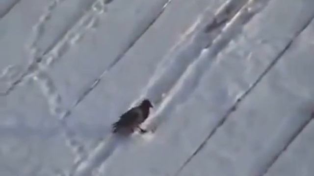 ворона катается с крыши смотреть онлайн