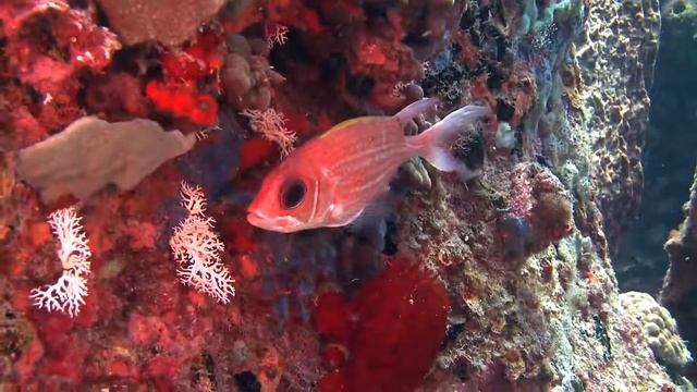 Squirrel fishing and soldier fish between the coral 🔴 смотреть онлайн