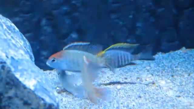 Lethrinops sp. "red cap" Itungi & Aulonocara maylandi смотреть онлайн