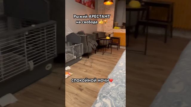 СПб Рыжик после травмы на позвоночник ходит в туалет с моей помощью смотреть онлайн