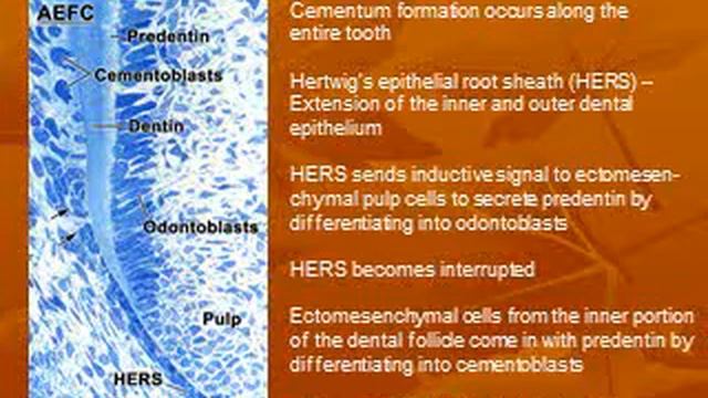 cementum dr asmaa part 1 смотреть онлайн