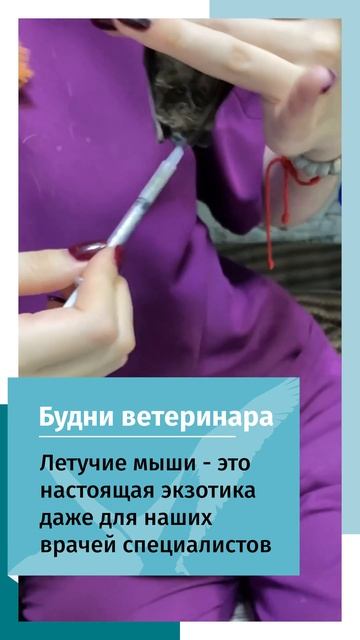 Летучая мышь в руках у ветеринарного врача смотреть онлайн