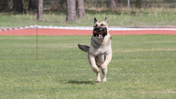 ФИЕЛИСС ОРТОН 92 балла ОКД