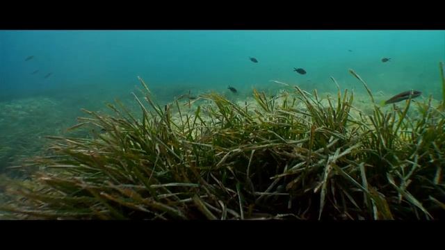 Conoce la Posidonia смотреть онлайн