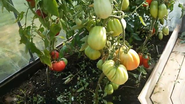 Green House Tomat Berbuah Lebat #Kompos