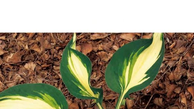 Hostas in Korea, 비비추 '댄싱 인 더 레인' Hosta ‘Dancing in the Rain’ смотреть онлайн