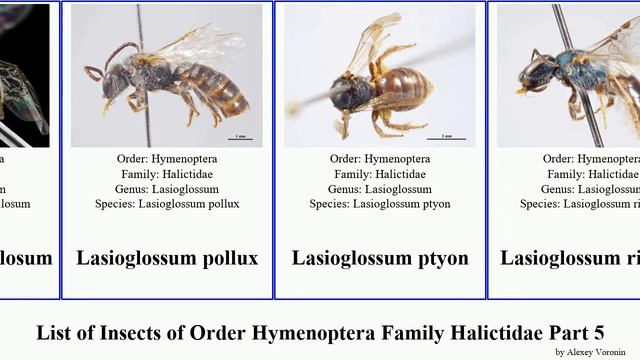 List of Insects of Order Hymenoptera Family Halictidae Part 5 lasioglossum lipotriches pan josh смотреть онлайн