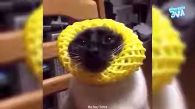 Коты зла 2.0 смотреть онлайн
