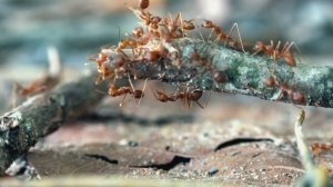 Народное средство борьбы с муравьями🐜 #garden #советы