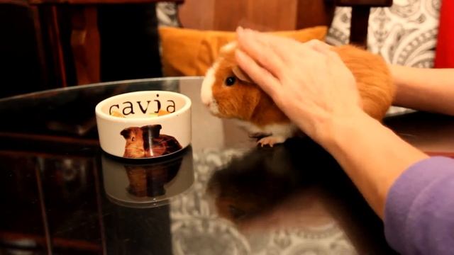 Cat, Dog and Cavy / Кот, пес и морская свинка смотреть онлайн