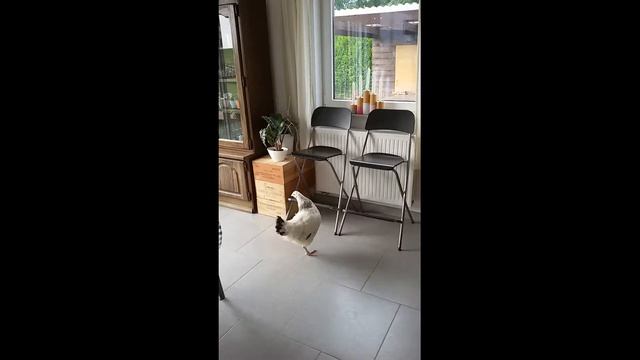 Пернатые, мохнатые и Жозе смотреть онлайн