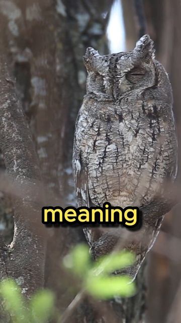 Owls Are Not Nocturnal? #fact #animal #facts #birds #birdfacts #animalfacts #bird