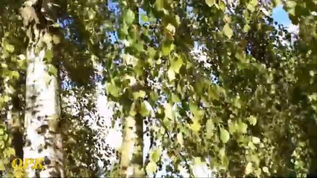 ШУМ БЕРЕЗ смотреть онлайн