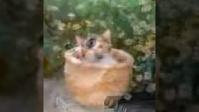 кити смотреть онлайн