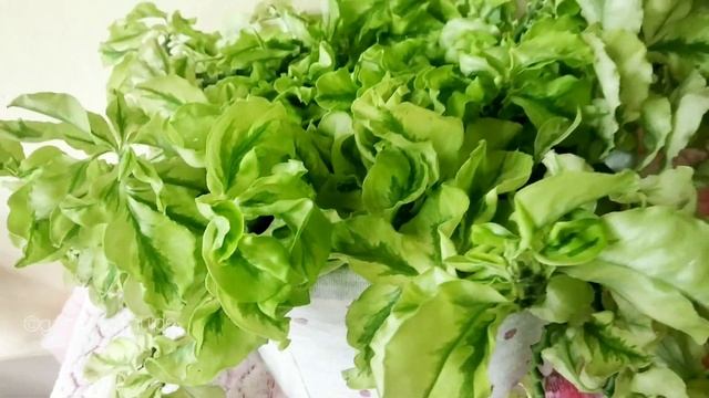 Pedilanthus curly pink Plant Care | Malayalam смотреть онлайн