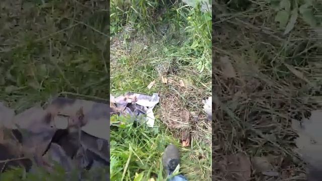 Медведь на пасеке смотреть онлайн