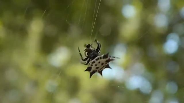 MATE TO  DIE FOR THE OFFSPRING -(Gasteracantha Cancriformis)