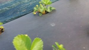 Клубника Надя, сравнение с Азией. Стоило ли сажать?