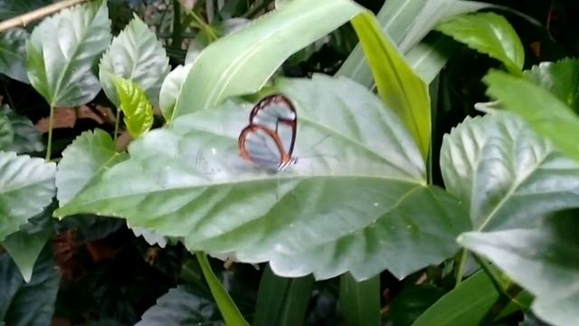 Greta Oto смотреть онлайн
