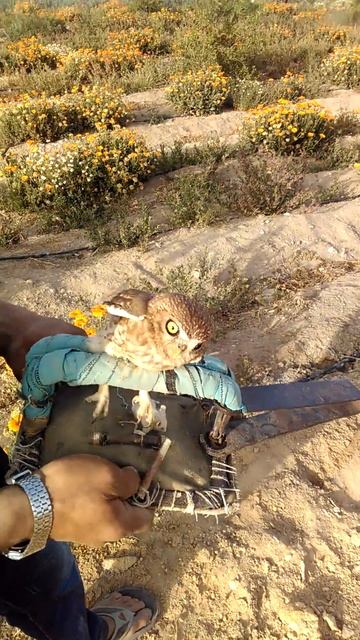 مكافحه الثعابين والطيور والحيوانات الضاله 01224527255 смотреть онлайн