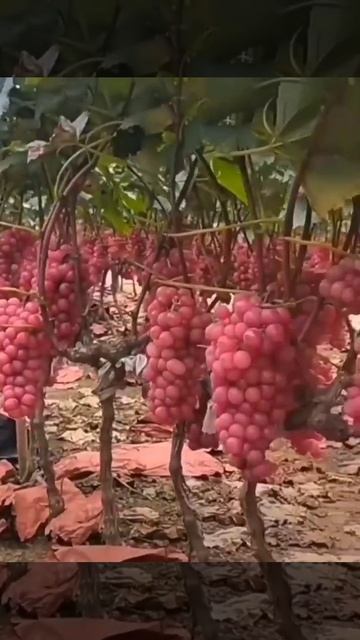 Amazing varieties and colors #viralshorts #viralvideos #viral #challenge #rapidtags смотреть онлайн