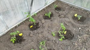 ПОСАДКА ПОМИДОРОВ/ТОМАТОВ В ТЕПЛИЦУ. #помидоры #теплица #рассада #посадка #овощи #весна #огород