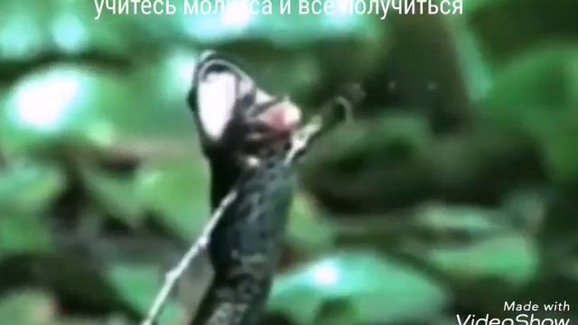 Смешные картины смотреть онлайн