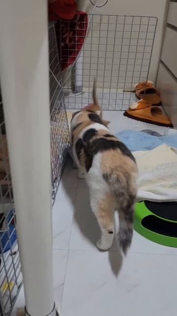 뉴나한테 대들기 #고양이 смотреть онлайн