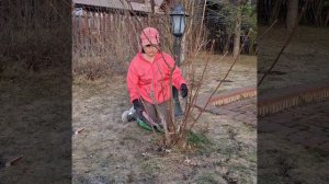 Обрезка гортензии омолаживающая