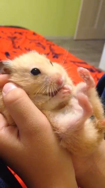 Хомячек умывается смотреть онлайн