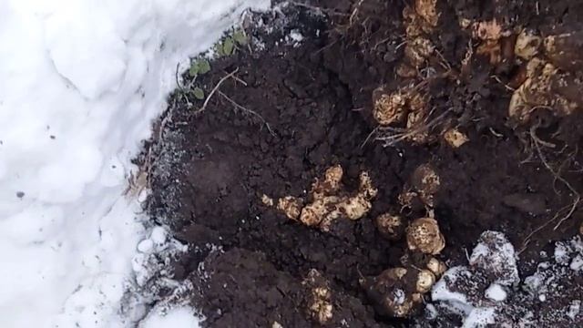 як хреновий господар зимою нутріям корм добував смотреть онлайн