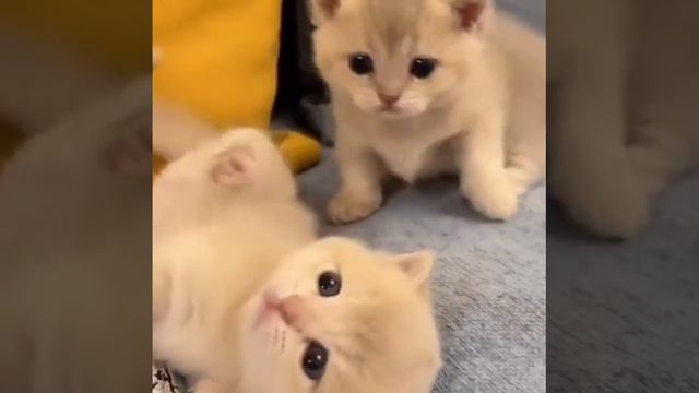 кошки в детстве ходят по пустоте смотреть онлайн