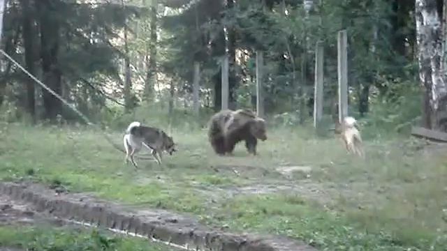 Буч и Амур по медведю смотреть онлайн