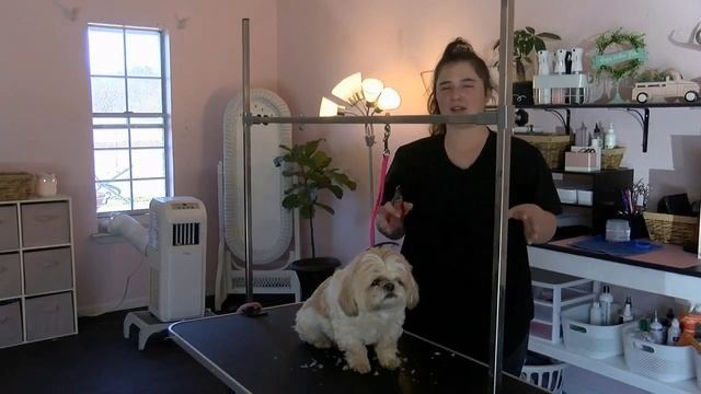Bentley's Paw Spa смотреть онлайн