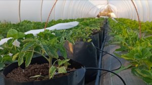 Выращивание томатов, перца и огурцов в мешках с торфом между клубникой – неожиданный результат!