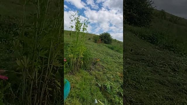 Живи родник! смотреть онлайн