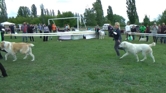 КЛАСС ЧЕМПИОНЫ КОБЕЛИ 1 * СРЕДНЕАЗИАТСКАЯ ОВЧАРКА смотреть онлайн