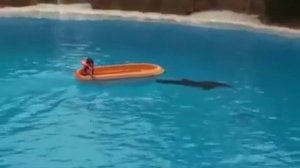 Dancing dolphin show with song saat samandar paar