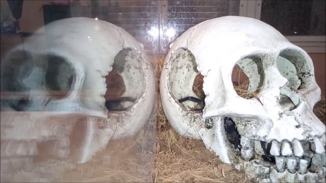 1 HOUR TARANTULA VIDEO (XENESTHIS IMMANIS) смотреть онлайн