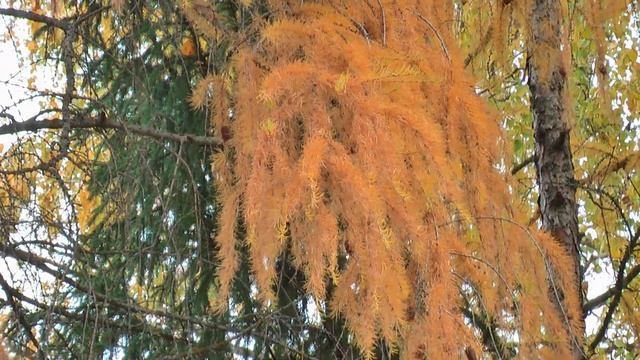 Золотая аллея (Парк СОВЕТСКого педучилища) . смотреть онлайн