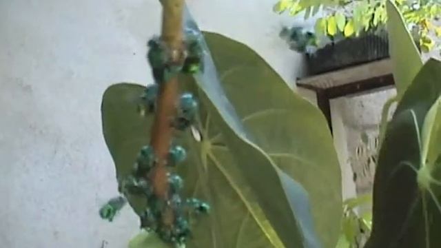 Abelhas Verdes.avi смотреть онлайн